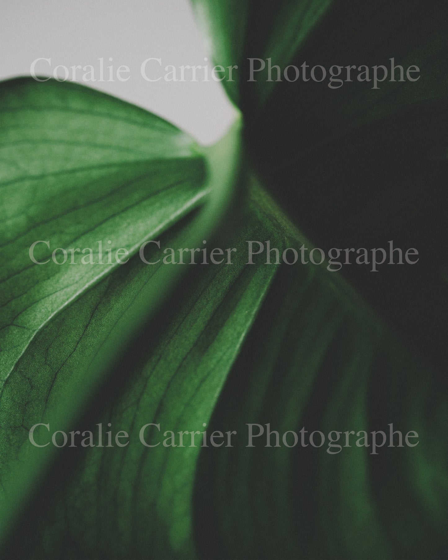 Monstera